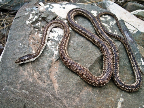 Photo of a Mousehole Snake (Philodryas trilineata)