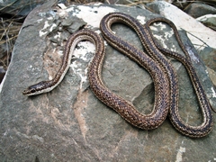 Argentina Mousehole Snake photo 5