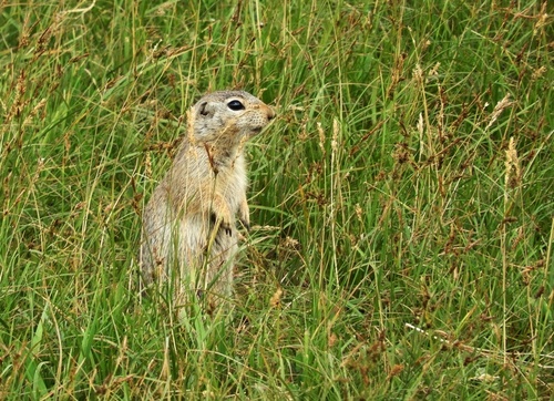 Relict Ground Squirrel (Spermophilus relictus) · iNaturalist