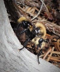 Laphria posticata