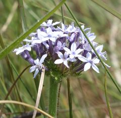 Pentanisia prunelloides