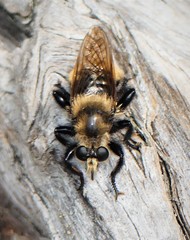 Laphria posticata