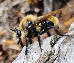 Laphria posticata