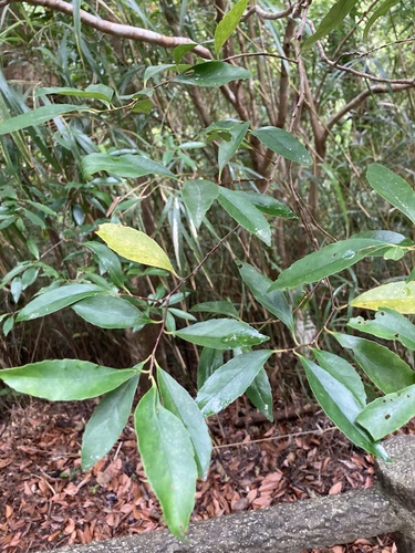 Ilex liukiuensis iNat (1)