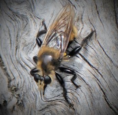 Laphria posticata