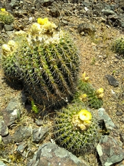 Parodia erinaceus