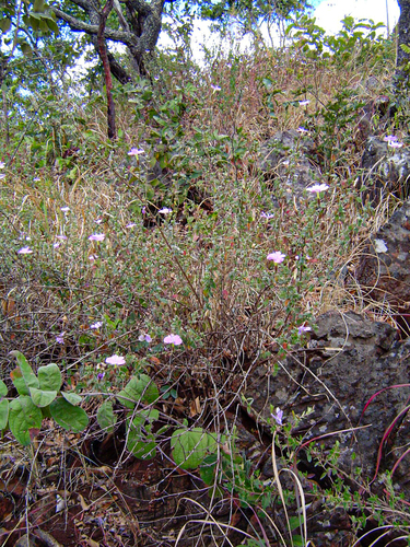 Barleria aromatica image