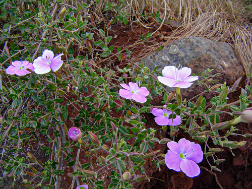 Barleria aromatica image