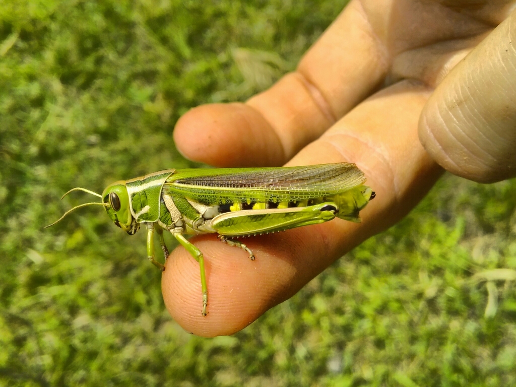 Diponthus electus