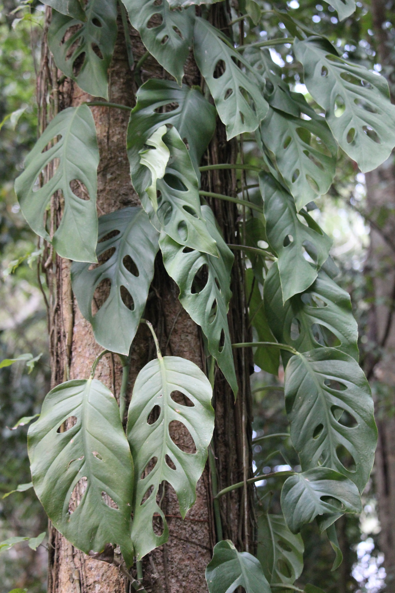Monstera acuminata