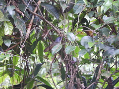 Dysithamnus stictothorax