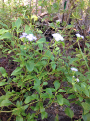 Ageratum littorale