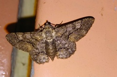 Lepidoptera