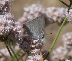 Satyrium sylvinus dryope