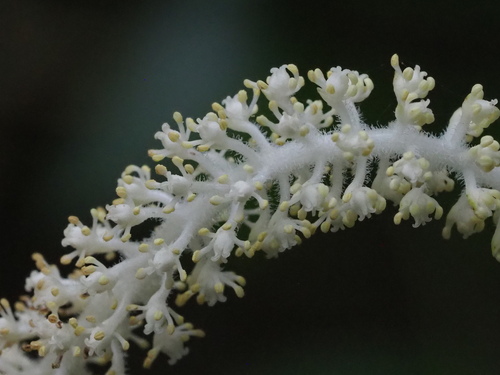 Image of Asian Lizard's Tail by no rights reserved