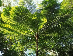 Sphaeropteris intermedia