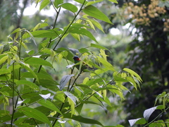 Tangara cyanocephala
