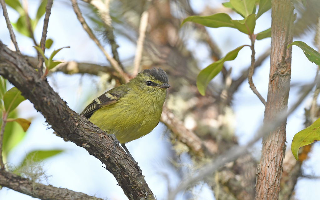 Black-capped Tyrannulet (Tyranniscus nigrocapillus) photo