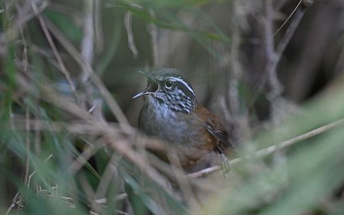 Hermit Wood Wren (Henicorhina anachoreta), photo 2