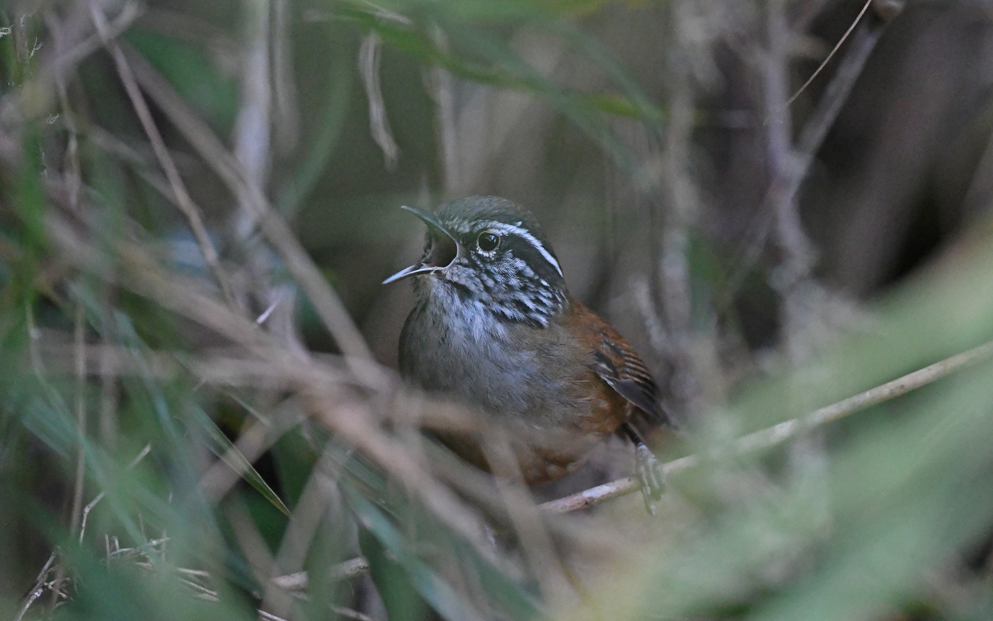 Hermit Wood-Wren illustration