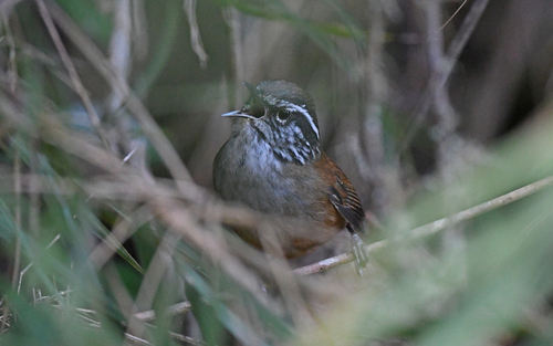 Hermit Wood Wren (Henicorhina anachoreta), photo 6