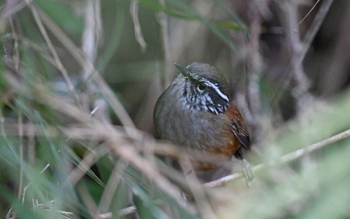Hermit Wood Wren (Henicorhina anachoreta), photo 9