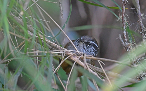 Hermit Wood Wren (Henicorhina anachoreta), photo 10