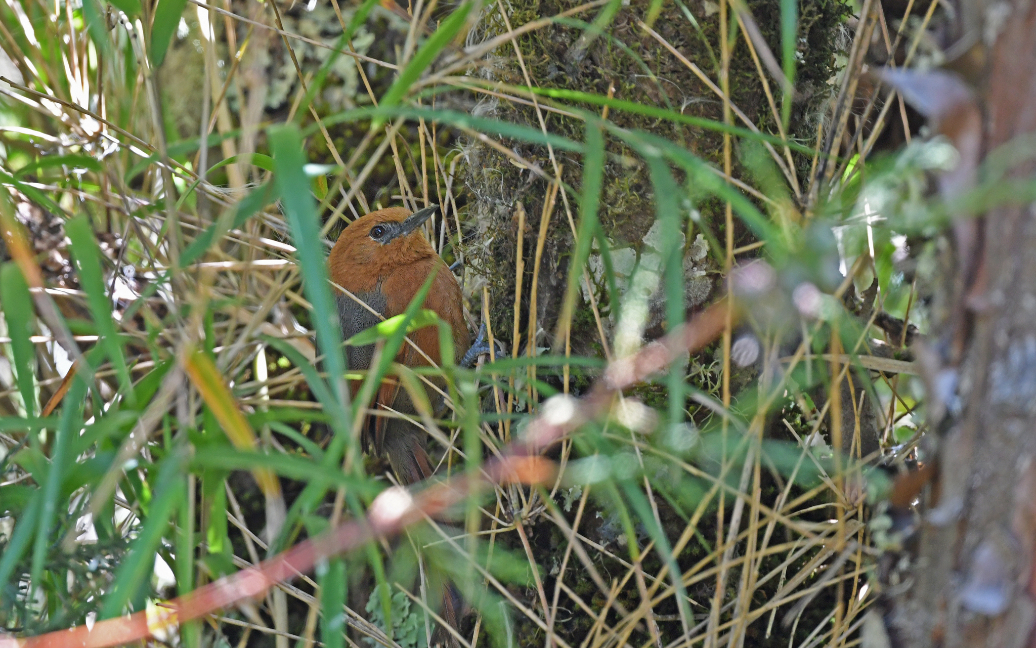 Rusty-headed Spinetail (Synallaxis fuscorufa), photo 7