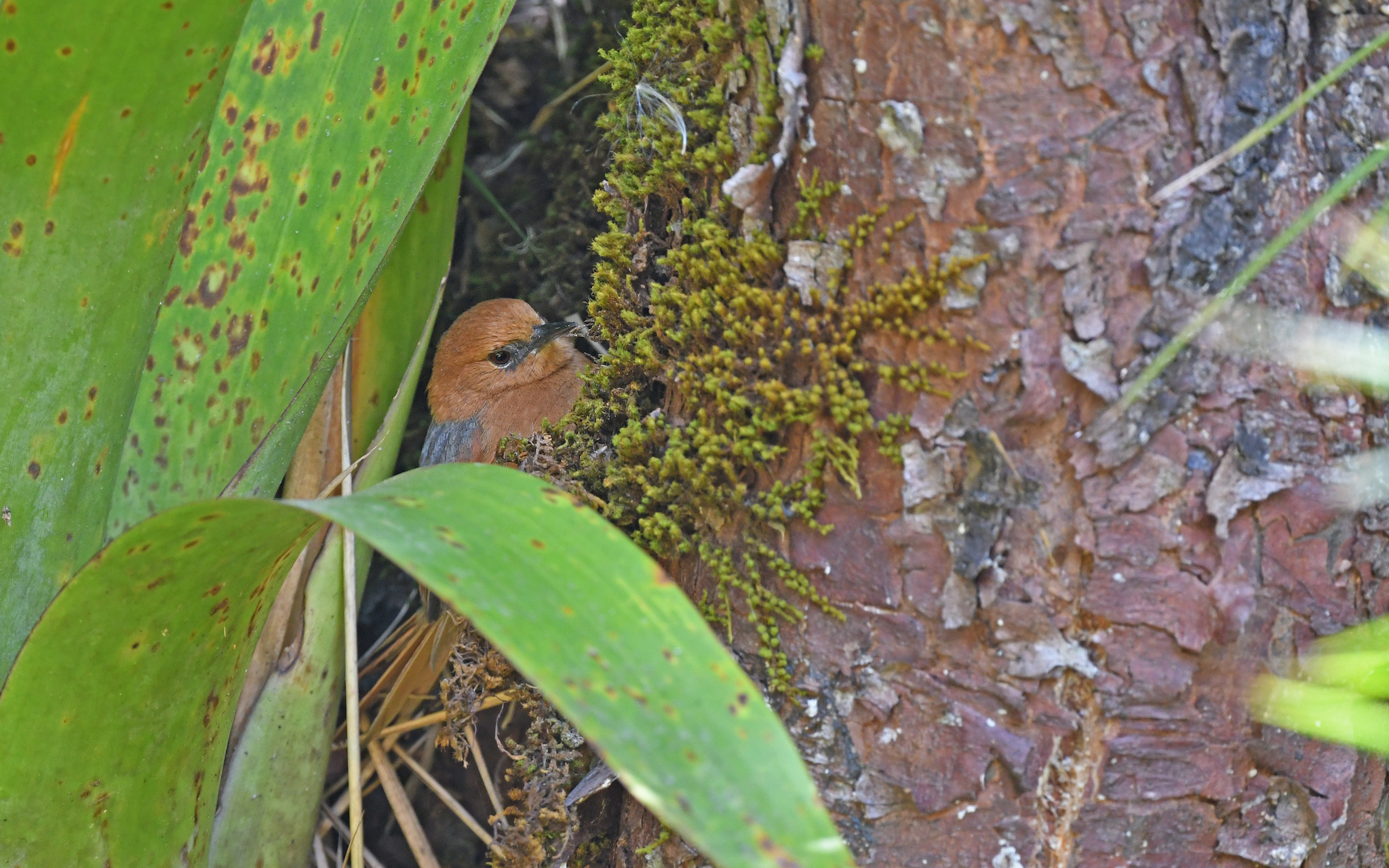 Rusty-headed Spinetail (Synallaxis fuscorufa), photo 10