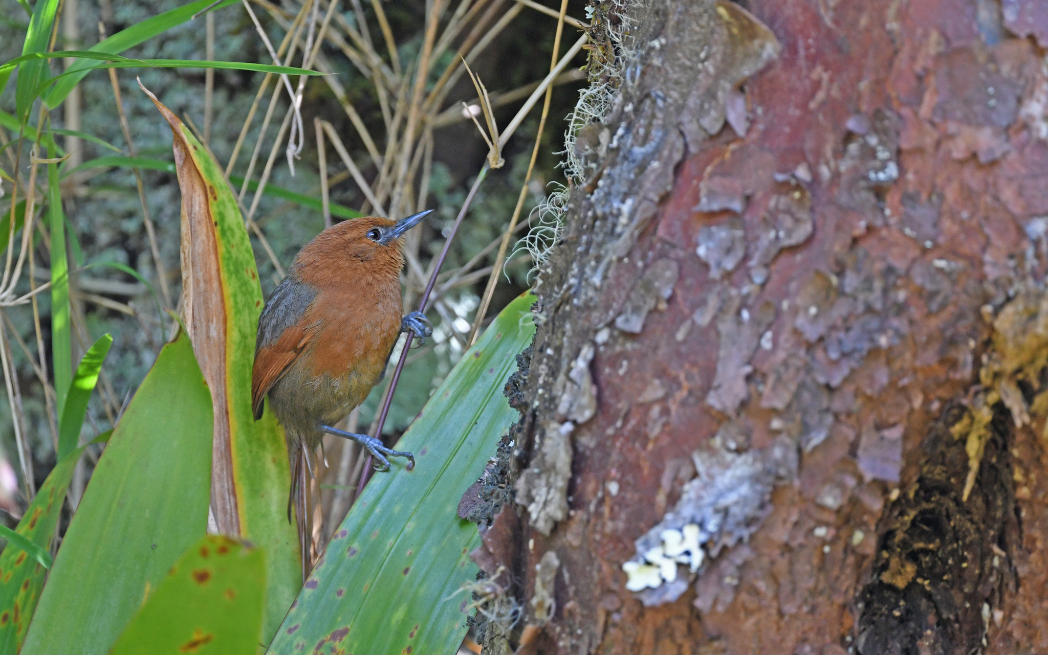 Rusty-headed Spinetail (Synallaxis fuscorufa), photo 9