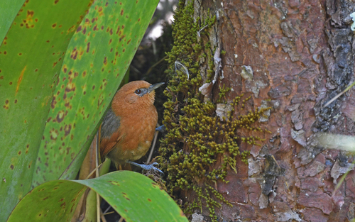 Rusty-headed Spinetail (Synallaxis fuscorufa)