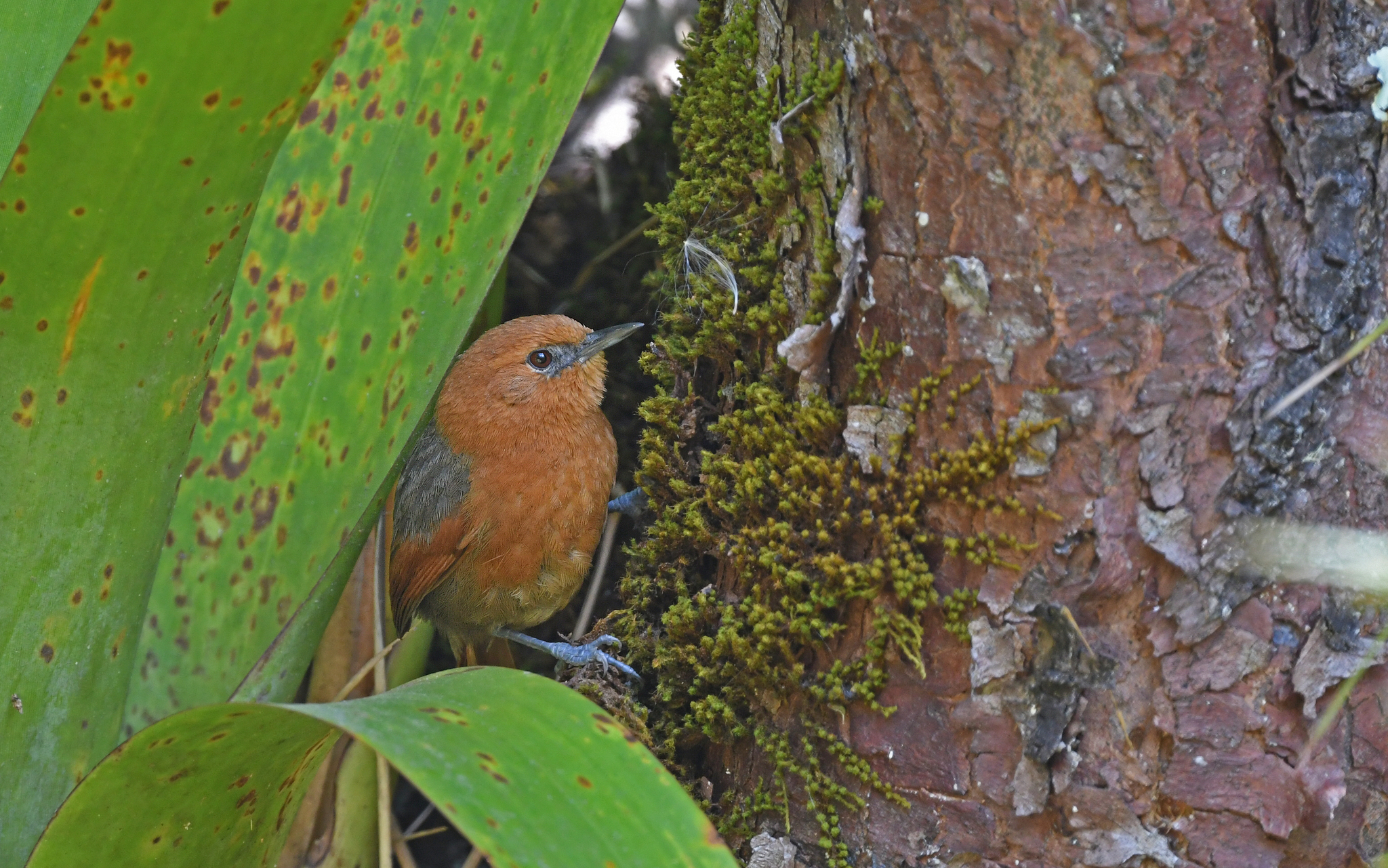 Rusty-headed Spinetail (Synallaxis fuscorufa), photo 8