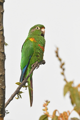 Santa Marta Parakeet photo 4