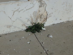 Verbascum levanticum