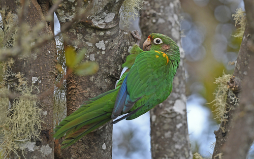 Santa-Marta-Sittich (Pyrrhura viridicata)