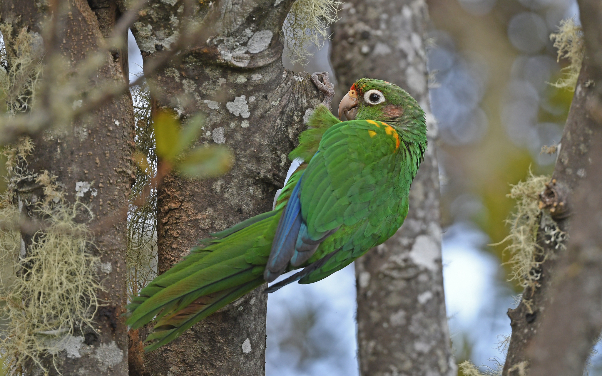Santa Marta Parakeet illustration