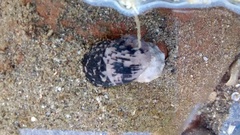 Nerita funiculata