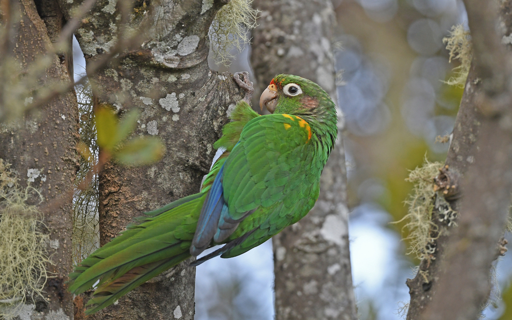 Santa Marta Parakeet photo