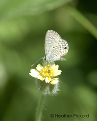 Hemiargus ceraunus