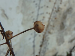 Verbascum levanticum