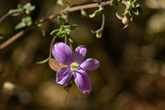 Image of Barleria aromatica