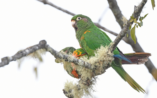 Santa Marta Parakeet (Pyrrhura viridicata), photo 8
