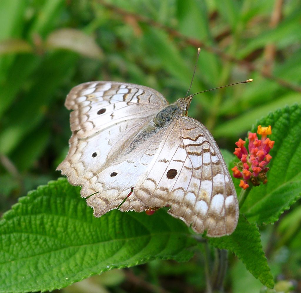White Peacock Butterfly (GTM Research Reserve Butterfly Guide ...