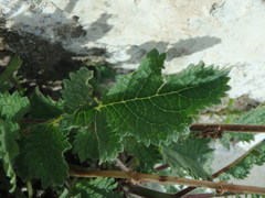 Verbascum levanticum