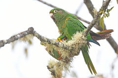 Santa Marta Parakeet photo 2
