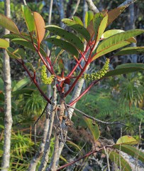 Cunonia macrophylla