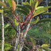 Cunonia macrophylla - Photo (c) Jakob Fahr, μερικά δικαιώματα διατηρούνται (CC BY-NC), uploaded by Jakob Fahr