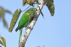 Santa Marta Parakeet photo 3