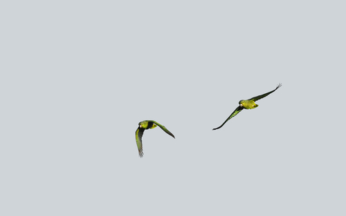 Scaly-naped Amazon (Amazona mercenarius), photo 9