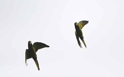 Scarlet-fronted Parakeet (Psittacara wagleri), photo 8